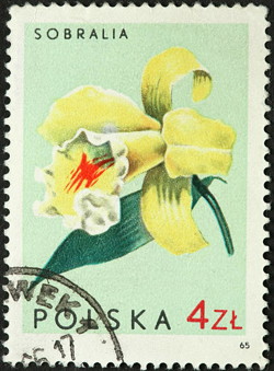 NFT Sobralia Orchids with Serial  5 from HBAR NFT Collection  Philately