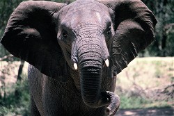NFT Photograph #7 - African Elephant  with Serial  7 from HBAR NFT Collection  The Untamed Collection