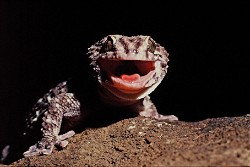 NFT Photograph #9 - African Gecko with Serial  9 from HBAR NFT Collection  The Untamed Collection