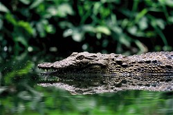 NFT Photograph #5 - Nile Crocodile with Serial  5 from HBAR NFT Collection  The Untamed Collection