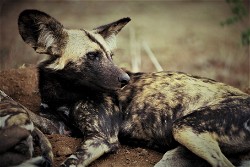 NFT Photograph #6 - African Wild Dog with Serial  6 from HBAR NFT Collection  The Untamed Collection
