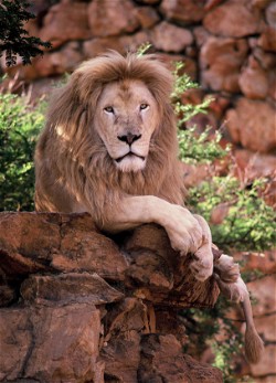 NFT Photograph #18 - Male Lion with Serial  18 from HBAR NFT Collection  The Untamed Collection