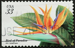 NFT Bird of Paradise with Serial  4 from HBAR NFT Collection  Philately