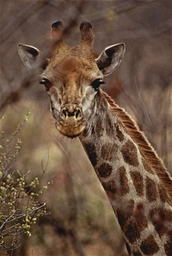 NFT Photograph #3 - Giraffe  with Serial  3 from HBAR NFT Collection  The Untamed Collection