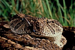 NFT Photograph #16 - Puff Adder with Serial  16 from HBAR NFT Collection  The Untamed Collection