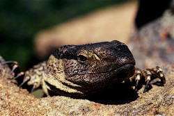 NFT Photograph #8 - Nile Monitor Lizard with Serial  8 from HBAR NFT Collection  The Untamed Collection